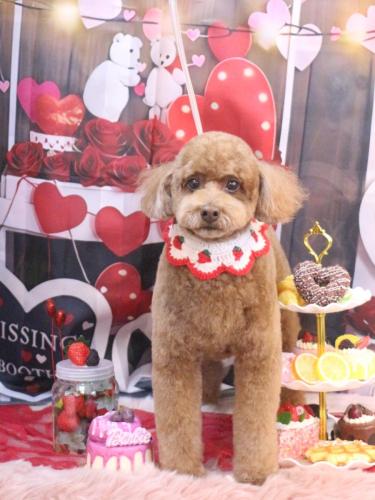 20250218ぷぷくん